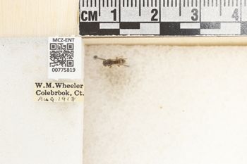 Media type: image;   Entomology 775819 Aspect: Labels